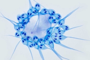 Este suceso significa un gran paso para ampliar el conocimiento de la evolución