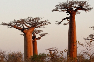 Palmeras que andan, troncos fosforescentes... Así son los árboles más raros del mundo