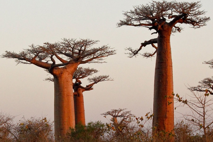 Palmeras que andan, troncos fosforescentes... Así son los árboles más raros  del mundo