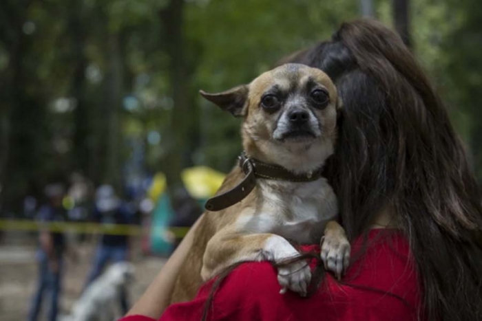 Llaman a establecer cuidados para mascotas ante contaminación extrema