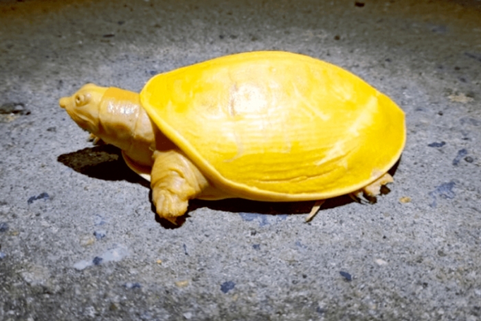 Descubren extraña tortuga amarilla de ojos rosados en la India