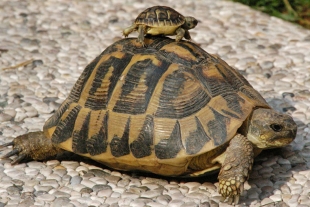 ¿Por qué tienen caparazón las tortugas?