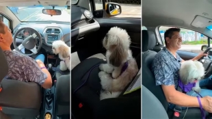 El perrito Bruno como copiloto 
