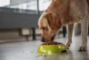 Aprueban eliminación del IVA en alimento de mascotas para 2022