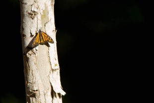 Solo 2 mil mariposas Monarca llegaron este año a California