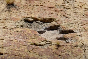 Huellas encontradas en Coahuila revelan convivencia entre aves y dinosaurios