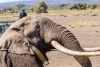 Muere uno de los últimos elefantes con colmillos gigantes
