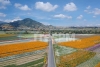 Campo de flores