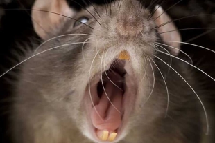 “Del tamaño de un gato”: Captura de rata gigante causa pánico en Reino Unido