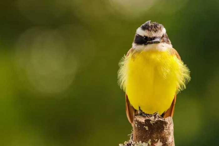 Cuando un pájaro duerme, su aparato vocal, llamado siringe”, puede moverse de forma similar a cuando cantan despiertos