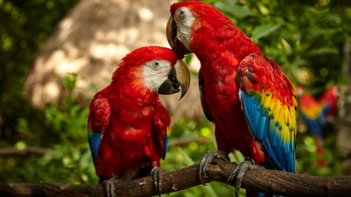 Un total de nueve crías de guacamaya roja