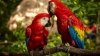 ¡BUENAS NUEVAS! Nacen en Guatemala nueve crías de la amenazada guacamaya roja