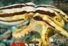 Los pulpos son capaces de probar sus alimentos por medio de los tentáculos