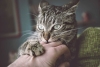 ¿Tu gato es agresivo? el “instinto de agresión” podría estar detrás de su comportamiento