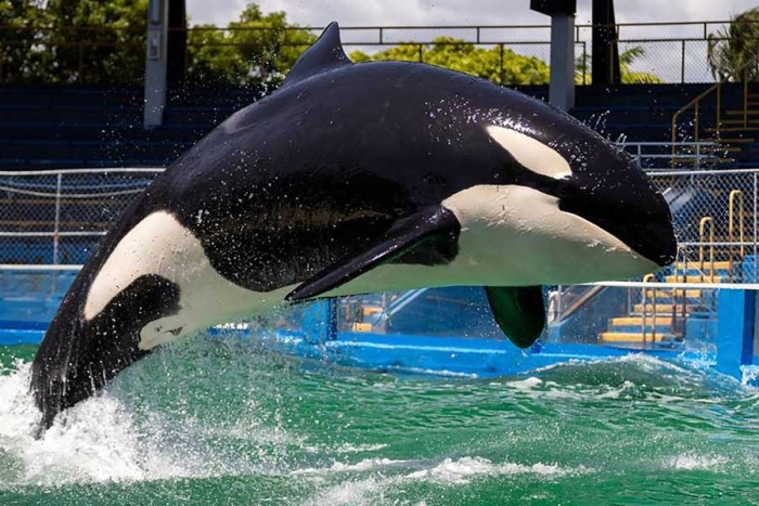 Triste final; muere “Lolita”, una querida orca de Miami, antes de ser liberada