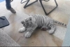 Cachorro de tigre fue hallado en calles de Querétaro