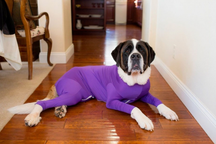 Sale a la venta el traje anti-pelo para perro