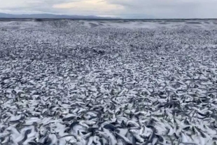 ¿Qué sucedió? La costa norte de Japón amanece con miles de peces muertos