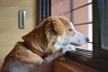 Suecia impone nueva ley que impide dejar solos a perros por más de 6 horas