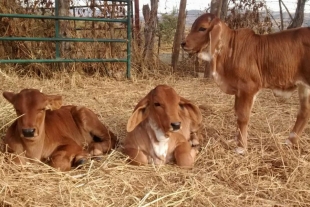 Ciclos agrícolas afectan desarrollo ganadero en Edomex