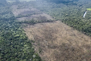 Deforestan un área del tamaño de California en los últimos años