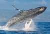 Expertos registran “El disparo”, un nuevo sonido emitido por la ballena jorobada