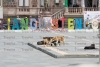 ¡Perros empoderados!