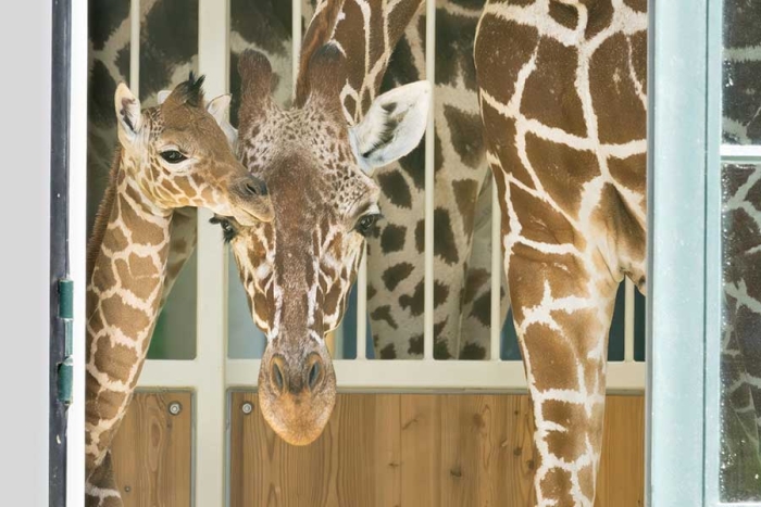 ¡Una nueva esperanza! Cría de jirafa somalí, especie amenazada, nace en Austria