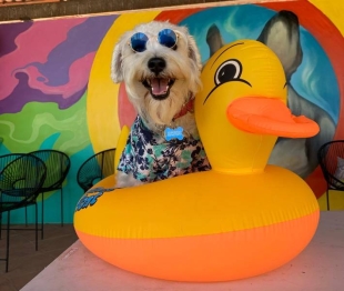 Aquatikan: ¿Dónde está y cuánto cuesta el único balneario Pet Friendly en México?