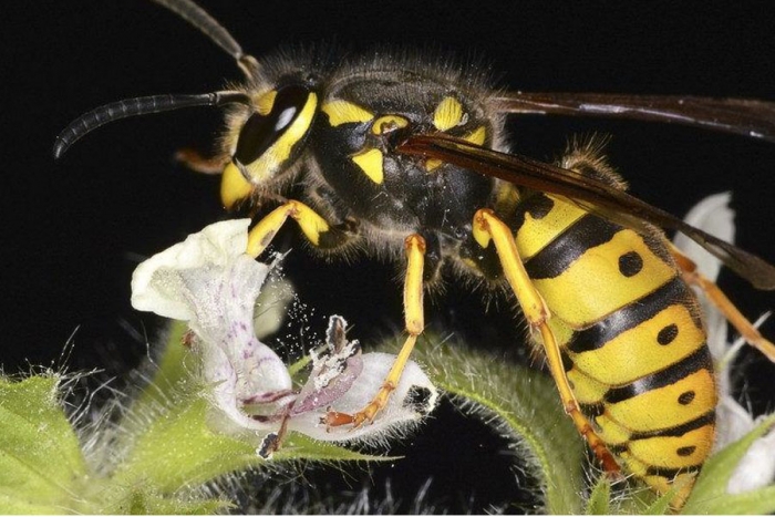 Las avispas son capaces de un razonamiento lógico básico