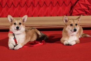 ¡No se quedarán solas! Mascotas de la reina Isabel II son adoptadas por el príncipe Andrés