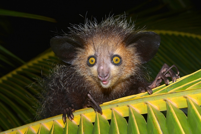 Aye-aye, el peculiar habitante de Madagascar