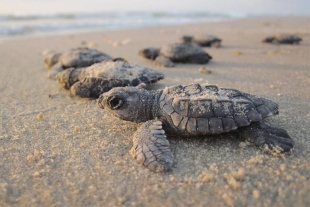 A las tortugas les atrae el olor del plástico podrido