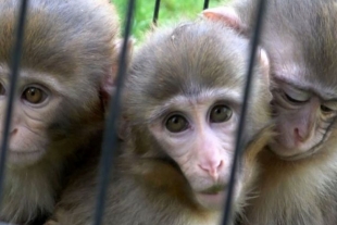 Monos rescatados “protegen” a su hermano con Síndrome de Down