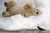 Osos polares se divierten en verano con montaña de hielo