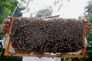 Subsiste apicultura en Guatemala, pese a crisis climáticas
