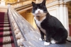 “Palmerston”: Gato diplomático es ascendido a “consultor de relaciones felinas” en bermudas