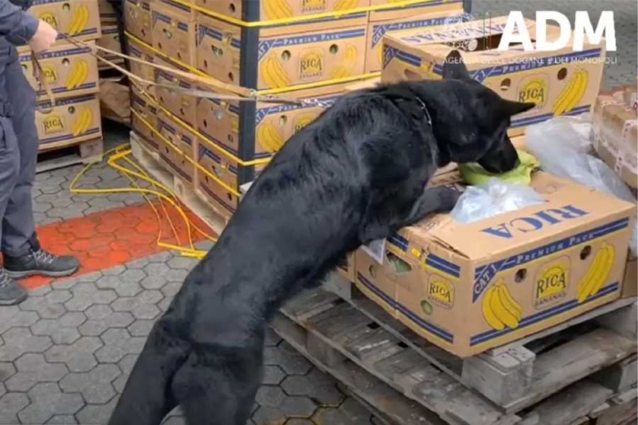 Perro encuentra 2.7 toneladas de cocaína escondidas entre plátanos