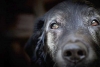Perros con Alzheimer, ¿qué síntomas presentan y cómo apoyarlos?