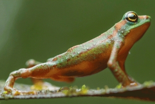 Sapo arlequín vuelve a la luz luego de 30 años