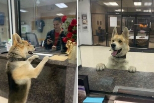 Perro acude a la policía para reportarse como extraviado