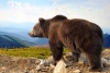 Se recupera lentamente población de oso pardo de los Pirineos