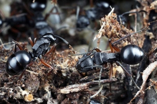 ¡Qué estrategia! Colonias de hormigas australianas se hacen las “muertas” para defenderse
