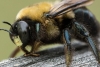 La reproducción asexual de las abejas de El Cabo