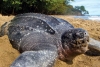 36 años después, la tortuga marina más grande del mundo vuelve anidar en Quintana Roo