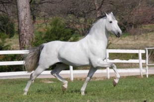 ¡Increíble! La raza más exclusiva de caballos es nombrada patrimonio cultural inmaterial