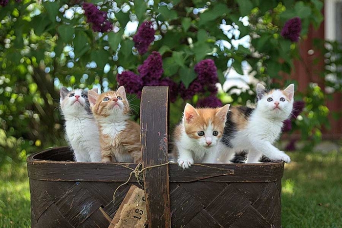 ¿Gatos juguetones o peleoneros? La ciencia estudia su comportamiento