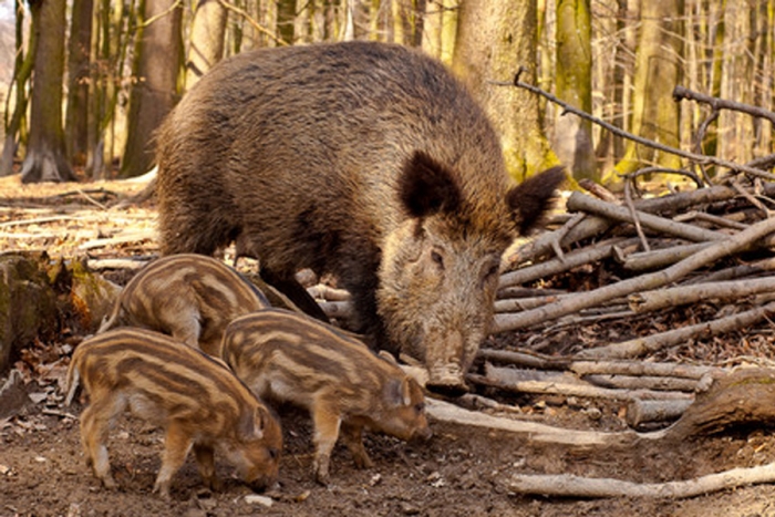 Encuentran ejemplares híbridos de cerdos con jabalíes en Fukushima