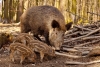 Encuentran ejemplares híbridos de cerdos con jabalíes en Fukushima