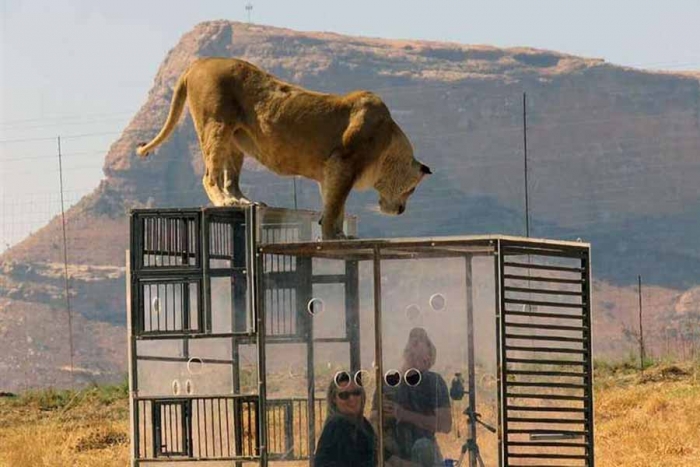 Gg conservation: el zoo donde los visitantes están en jaulas y los animales libres